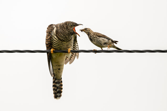 Two birds perched on a wire interacting, captured in the Bird Photographer of the Year 2024 competition.