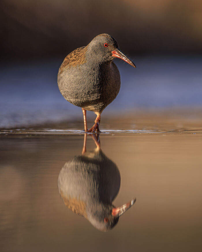 Bird with red eye and beak reflected in water, winning image in Bird Photographer of the Year 2024.