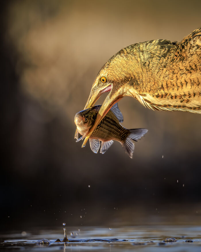 A bird catching a fish mid-flight in an award-winning photo from the SINWP Bird Photographer of the Year 2024.