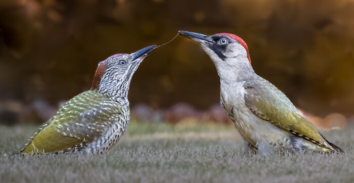 Two birds interacting closely on the ground, showcasing details in their plumage, from a bird photography competition.