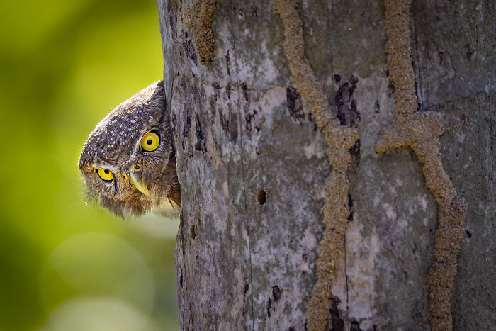 Owl peeking from behind a tree, showcasing bird photography winner in SINWP competition.