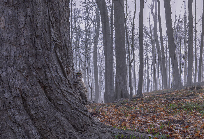 Owl camouflaged against tree trunk in misty forest, exemplifying stunning bird photography from SINWP competition winners 2024.