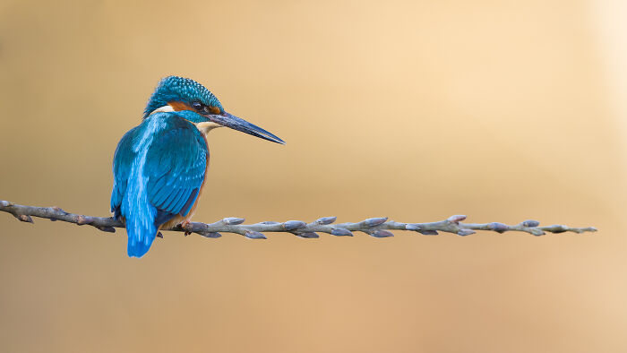 Kingfisher perched on a branch, captured in the Bird Photographer of the Year competition.