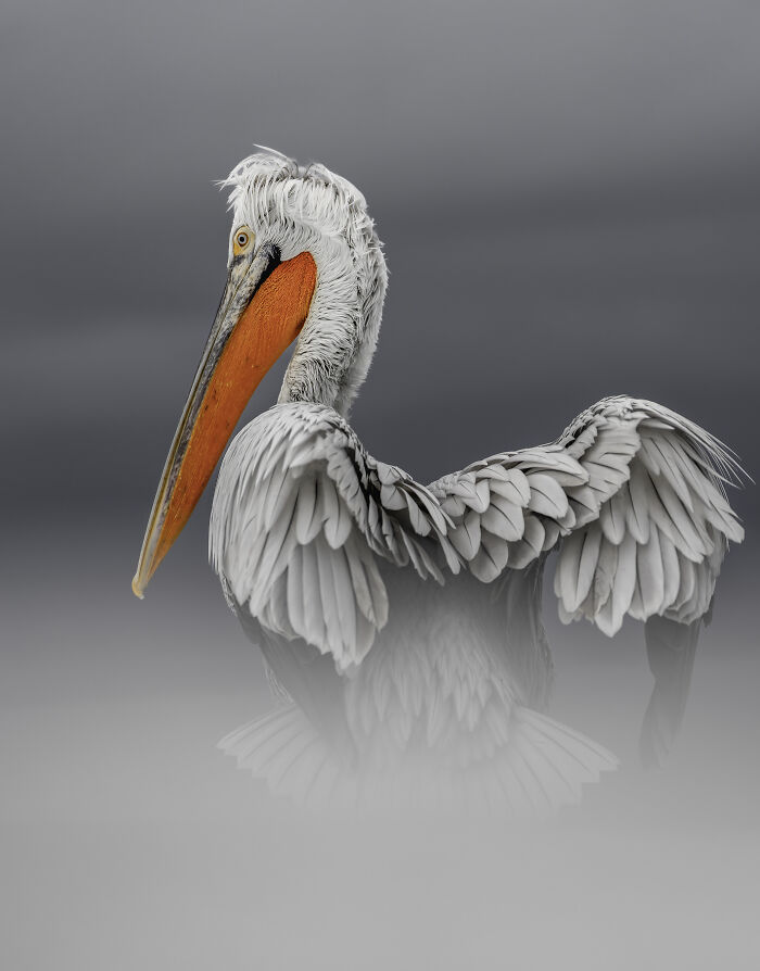 Pelican with striking orange beak and detailed plumage, featured in SINWP Bird Photographer of the Year 2024 winners.