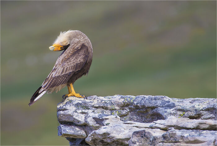 Bird perched on a rocky ledge, showcasing detailed feathers; a winner in the Bird Photographer of the Year competition.