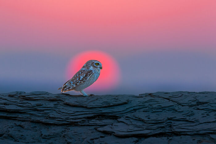 A bird captured at sunset, exemplifying stunning photography from the SINWP Bird Photographer of the Year competition.