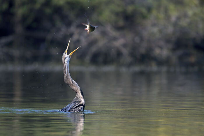 Bird Photographer of the Year 2024 winner: bird with open beak catching prey over water.