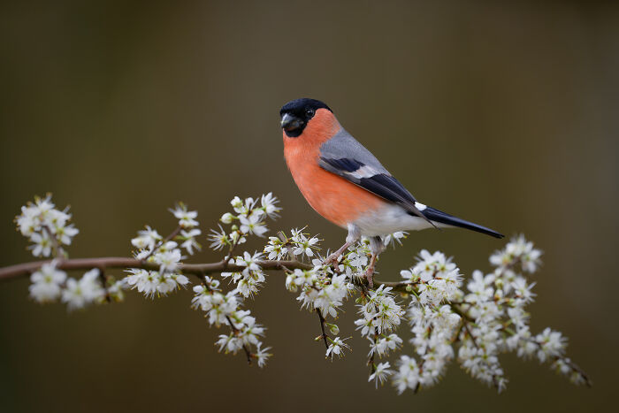 Bullfinch perched on a blossoming branch, one of the winners of the SINWP Bird Photographer of the Year 2024.