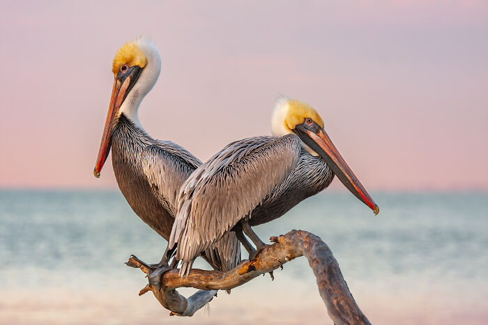 Two pelicans perched on a branch at sunset, a winning entry in the Bird Photographer of the Year 2024 competition.