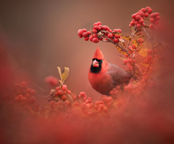 Northern cardinal perched on red berries, showcasing striking plumage; a highlight from Bird Photographer Of The Year 2024.