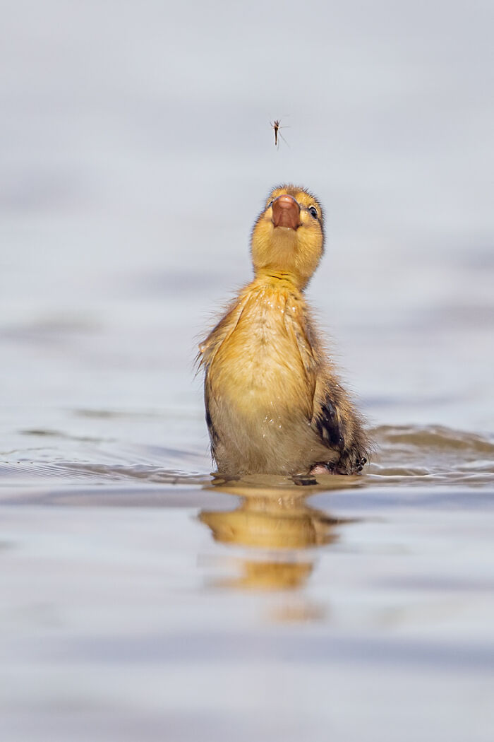 Duckling in water, looking up at a mosquito, from SINWP Bird Photographer of the Year 2024 winners.