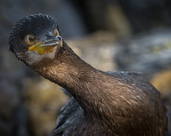 Close-up of a bird with intense gaze, showcasing winner of Bird Photographer of the Year 2024 competition.