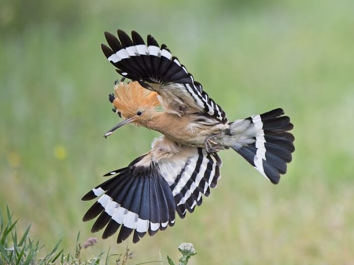 Bird photographer award 2024 winner showcases a hoopoe in flight with striking orange crest and black-and-white wings.