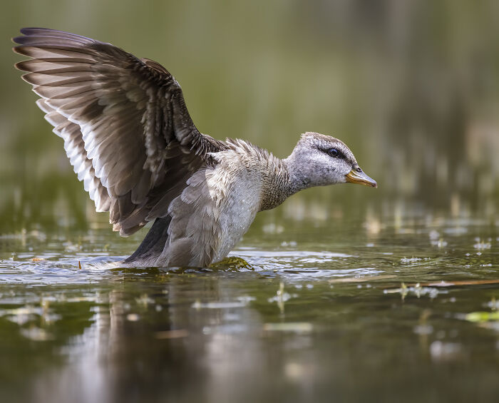 Bird Photographer of the Year 2024 winner: duck with open wings in a serene water setting.