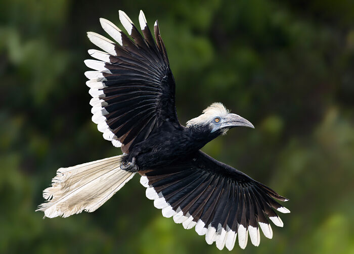 Bird Photographer of the Year 2024 winner; a hornbill in flight with its wings spread against a blurred green background.