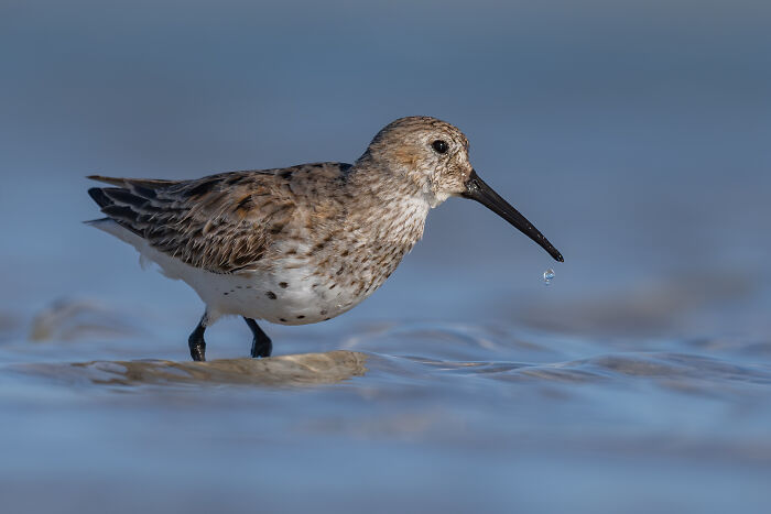 Bird Photographer Of The Year 2024 winner: Close-up of a sandpiper in shallow water with a droplet from its beak.