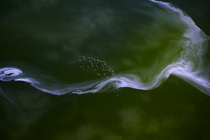 Aerial view of birds flying over swirling water patterns, showcasing a winning entry from Bird Photographer of the Year 2024.