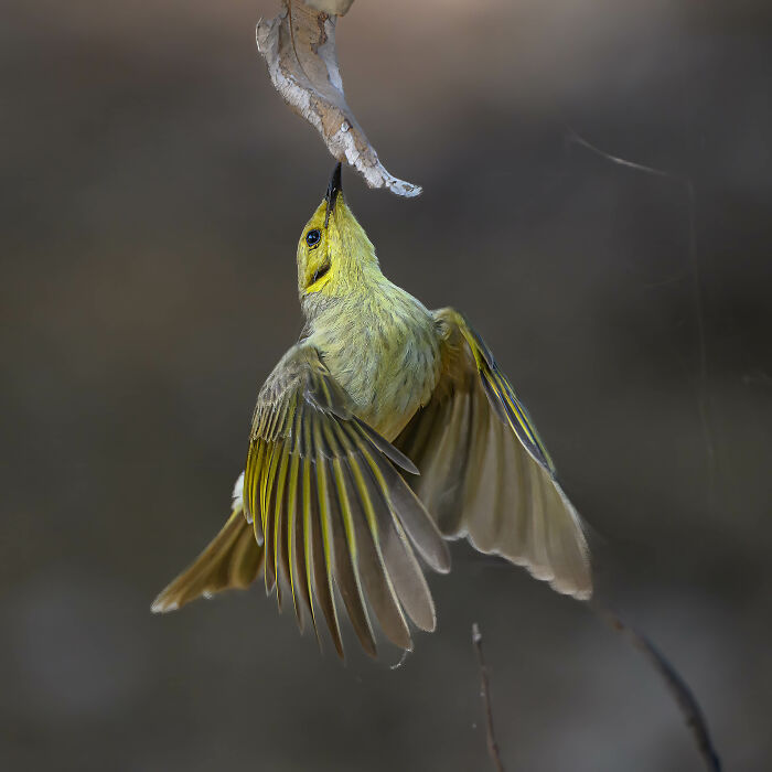 Bird photographer competition winner: a bird reaching for a leaf with wings spread wide.