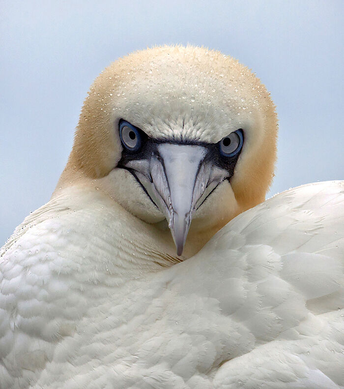 Close-up of a northern gannet with sharp blue eyes, showcasing captivating bird photography from a 2024 competition winner.