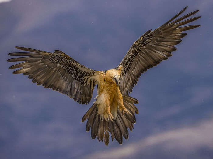 Winning bird photo in the 2024 SINWP competition, showcasing a bird of prey with wings spread in flight against a blue sky.