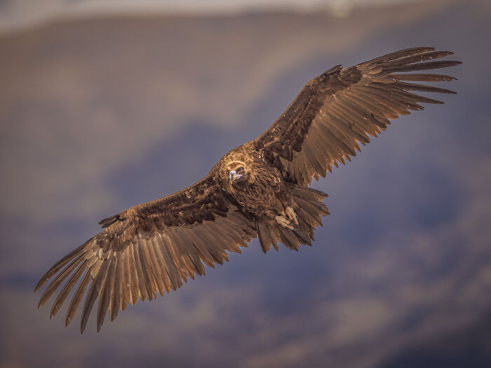 Eagle soaring with wings spread wide at the Bird Photographer of the Year 2024 competition.