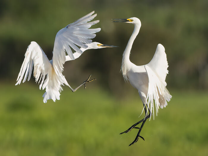 Egrets in an aerial dance, capturing a moment of grace and elegance, featured in Bird Photographer of the Year 2024.