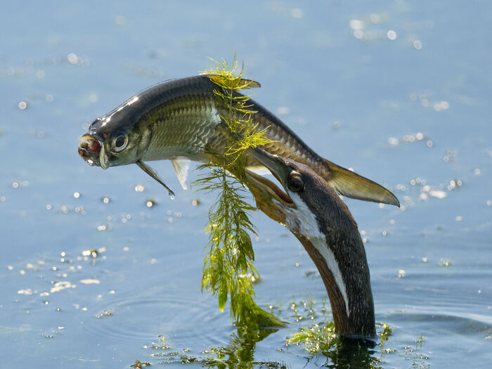Bird photographer captures a bird emerging from water with a fish in its beak, showcasing wildlife photography excellence.