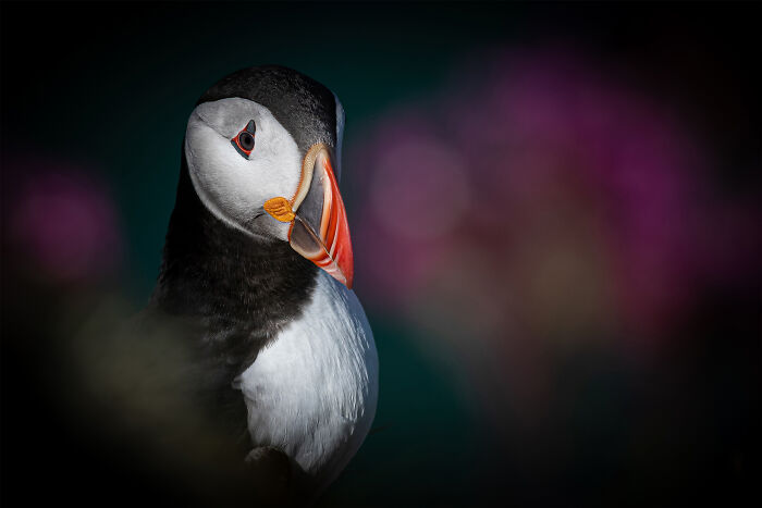 Close-up of an Atlantic puffin with a vibrant beak, showcasing bird photography skills in a winning photo competition.
