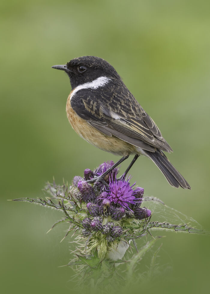 Bird photographer competition winner: a small bird perched on vibrant purple thistle blossoms.