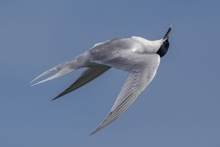Bird in flight against a clear sky, featured in SINWP Bird Photographer of the Year 2024 winners.