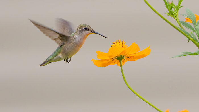 Hummingbird hovering near an orange flower, captured in the Bird Photographer of the Year 2024 competition.
