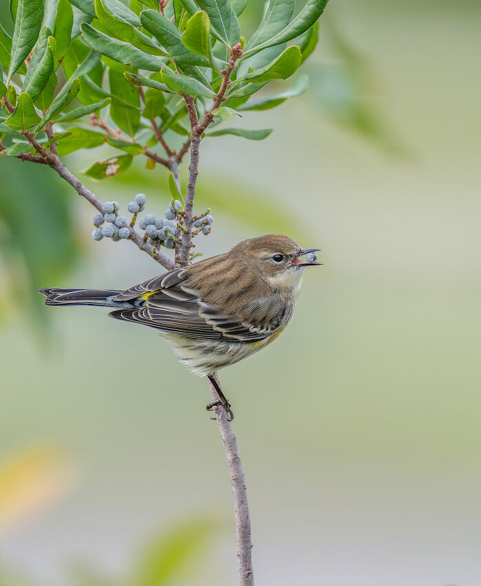 Bird perched on a twig with berries, capturing nature. Bird Photographer of the Year 2024 competition entry.
