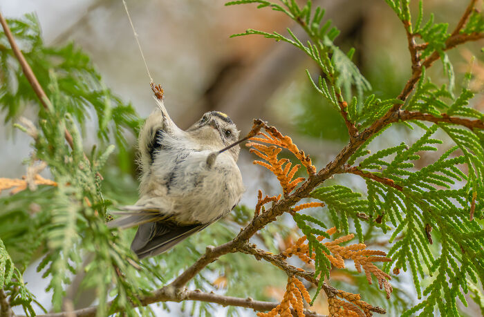 Bird perched on a branch capturing an insect, showcasing natural behavior in bird photography competition.