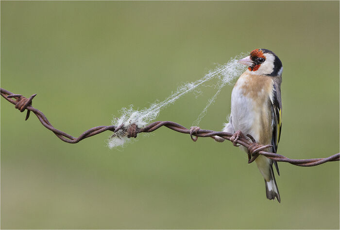 Bird on barbed wire with nesting material, winner in SINWP Bird Photographer of the Year 2024 competition.