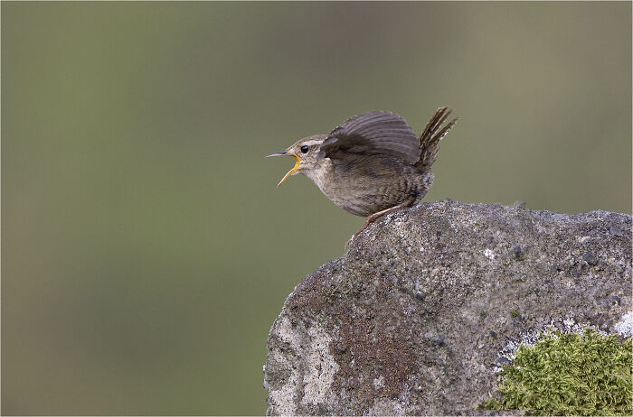Bird on a rock with open beak, showcasing a winning photograph from the SINWP Bird Photographer of the Year 2024.
