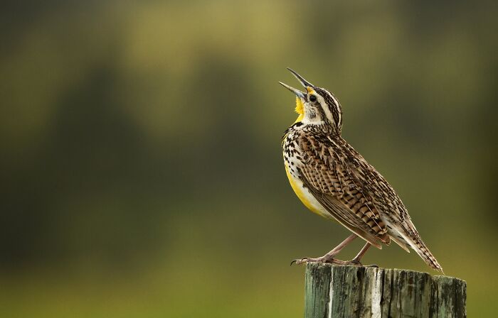 Bird photographer winner 2024: A bird sings atop a wooden post against a blurred green background.