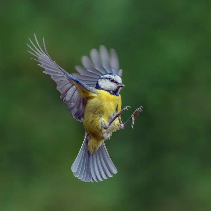 Blue tit bird in mid-flight against a blurred green background, showcasing detailed wings, from SINWP Bird Photographer contest.