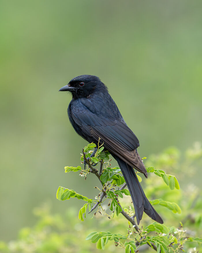 Black drongo perched on a green branch, winner in bird photography competition 2024.