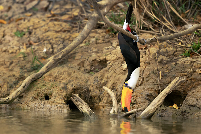 Toucan carefully drinking from a river, exhibiting behavior showcased in Bird Photographer of the Year 2024 competition.