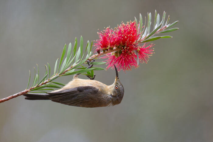 Bird sipping nectar from a vibrant red flower branch, captured by Bird Photographer of the Year winner.