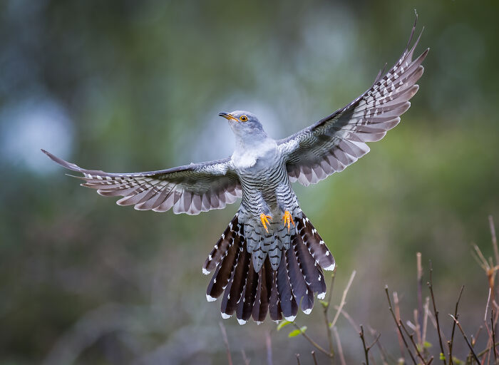 Bird Photographer of the Year 2024 winner: stunning image of a cuckoo in flight against a blurred green background.