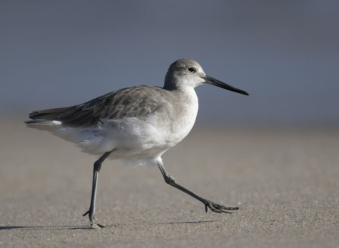 Bird walking gracefully on sand, featured in the SINWP Bird Photographer of the Year 2024 competition.