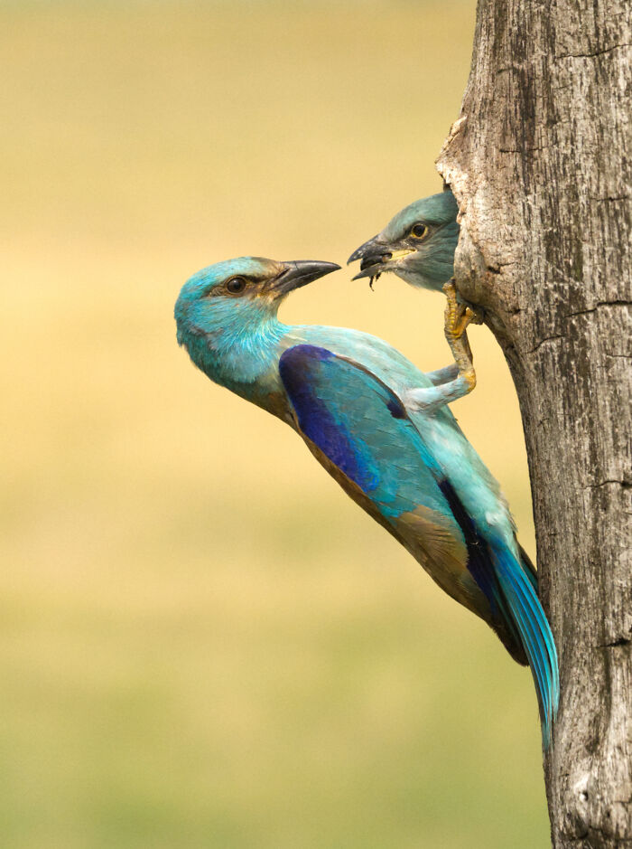 Turquoise birds interacting near a tree; winning entry in the SINWP Bird Photographer of the Year 2024 competition.