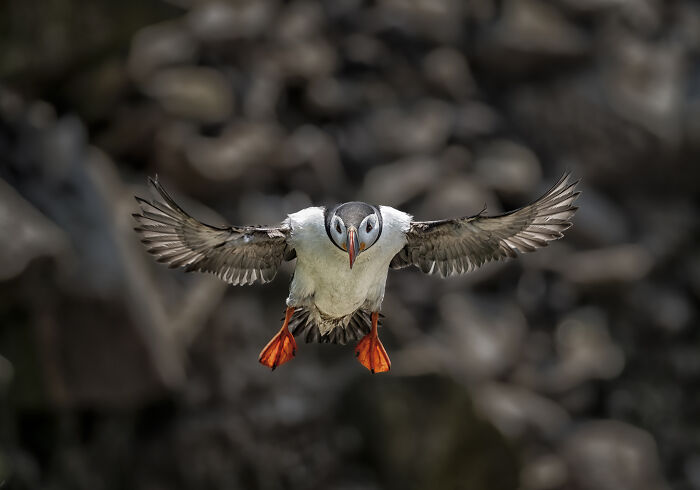 A puffin captured mid-flight, showcasing the bird's features in the SINWP Bird Photographer of the Year 2024 competition.