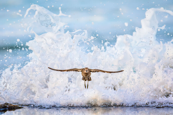 Bird soaring in front of crashing ocean waves, showcasing Bird Photographer of the Year 2024 winner.