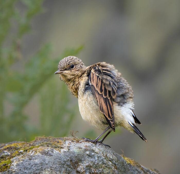 Young bird perched on a mossy rock, showcasing detailed feathers, from Bird Photographer of the Year competition.
