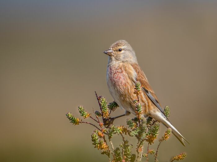 Bird perched on a branch, featured in SINWP Bird Photographer competition, with soft brown and pink plumage.