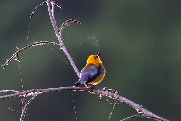 Bright yellow-headed bird perched on a twig singing, part of Bird Photographer Of The Year 2024 winners collection.