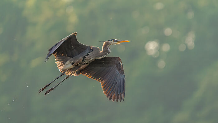 Heron in flight, captured by a Bird Photographer of the Year 2024 winner, against a soft, blurred green background.
