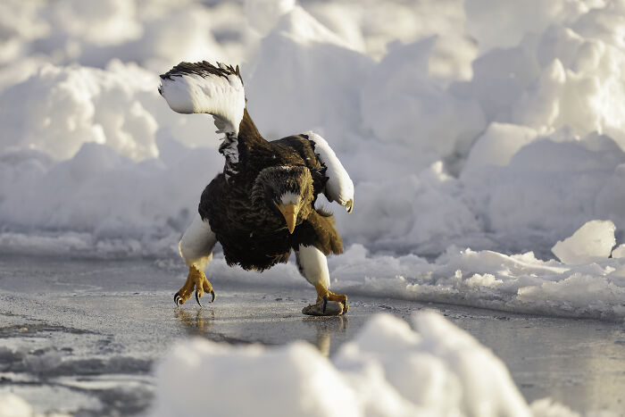 Bird photographed on icy surface with wings spread, a winning entry in the Bird Photographer of the Year 2024 competition.